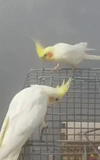 طوطی