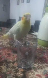 عروس هلندی گمشده