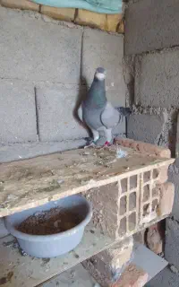 پلاکی مسافتی