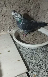 کفتر دوکت دم سیا سوسکی