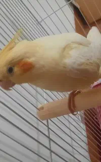 گمشده