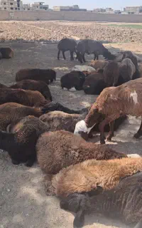 فروش گوسفند زنده