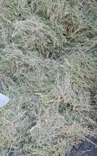 آویشن کوهی