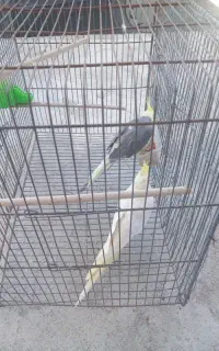 دوعدد عروس هلندی نروماده