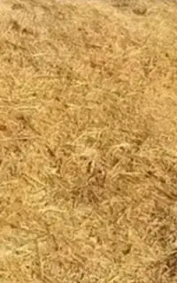 علوفه قره دانه