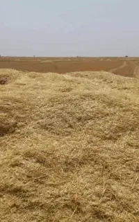 کاه