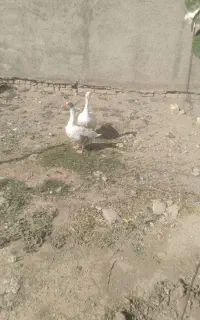 غاز محلی جوان