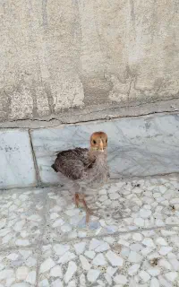 مرغ و خروس