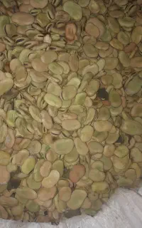 باقله بذری ۷ بند
