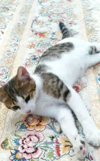 واگذاری بچه گربه