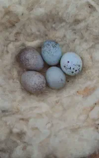 تخم قناری نطفه دار