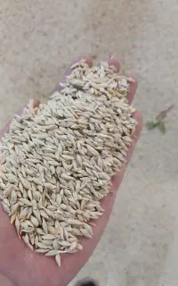 جوایرانی درجه یک