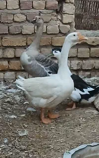 غوغاز