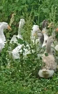 قو غاز
