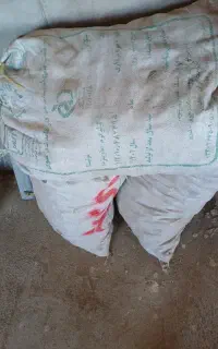 بذر سیب زمینی