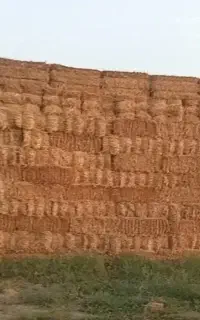 کاه