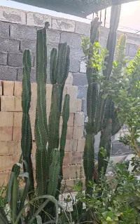 کاکتوس