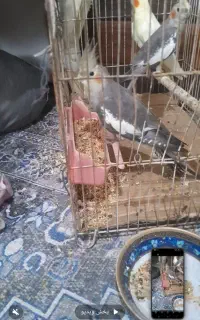عروس هلندی نر وماده