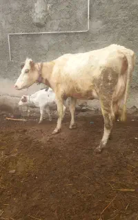 گاوشیری سمنتال با گوساله سمنتال ۶دندان شکم دوم