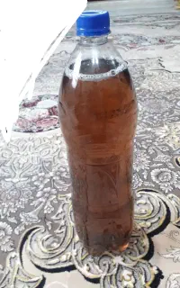 کودانفجاری گلهای آپارتمانی