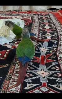 پرنده گیرینجیک