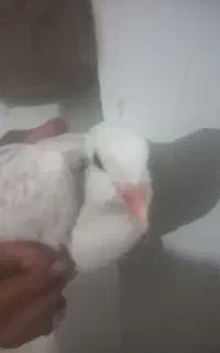 کبوتر