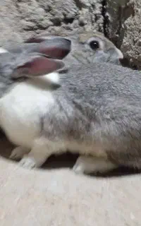 سه تا خرگوش قشنگ