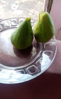 فروش انجیر