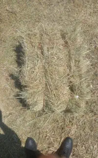 علوفه پرسی