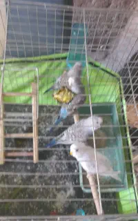 مرغ عشق ۷تا