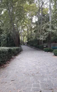 درخت پالم