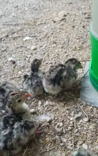جوجه بوقلمو
