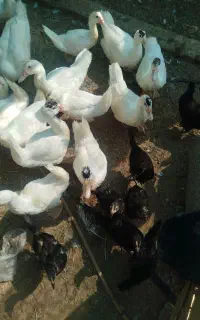 فروش حیوان خونگی
