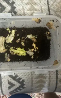 حلزون جوجه ۱ سانتی تا ۱نیم سانتی