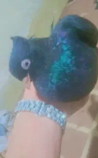 چشنوک