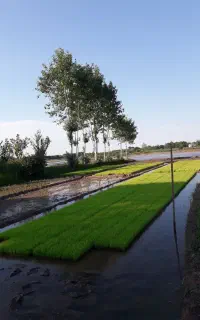 خزانه دمسیا