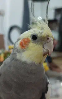 گمشده عروس هلندی