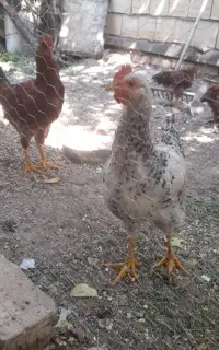 هشت عدد جوجه مرغ و خروس