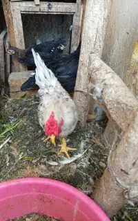خروس ۳ ماهه چهل تاج گلین