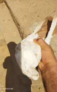 دمزرد