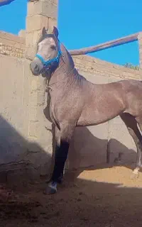 اسب کرد خالص ۵ ساله
