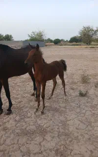 اسب