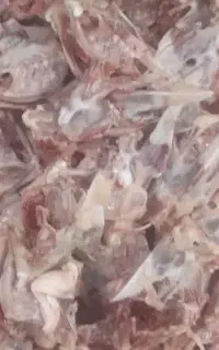 اسکلت مرغ