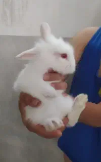 خرگوش