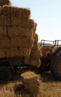 کاه بسته بندی (سامان)