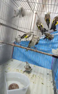 جوجه سهره فقط نر