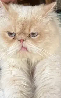 گربه