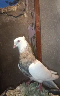 یک جفت طوقی ناب