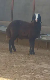 بره قوچ شال دوقلو