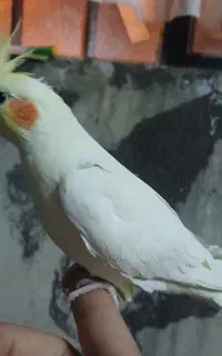 عروس هلندی اهلی نر